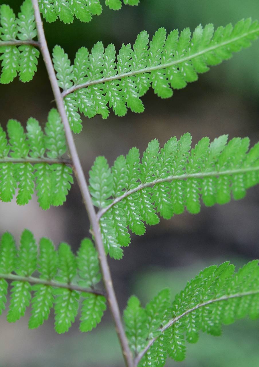 Photo of Japanese Painted Fern
